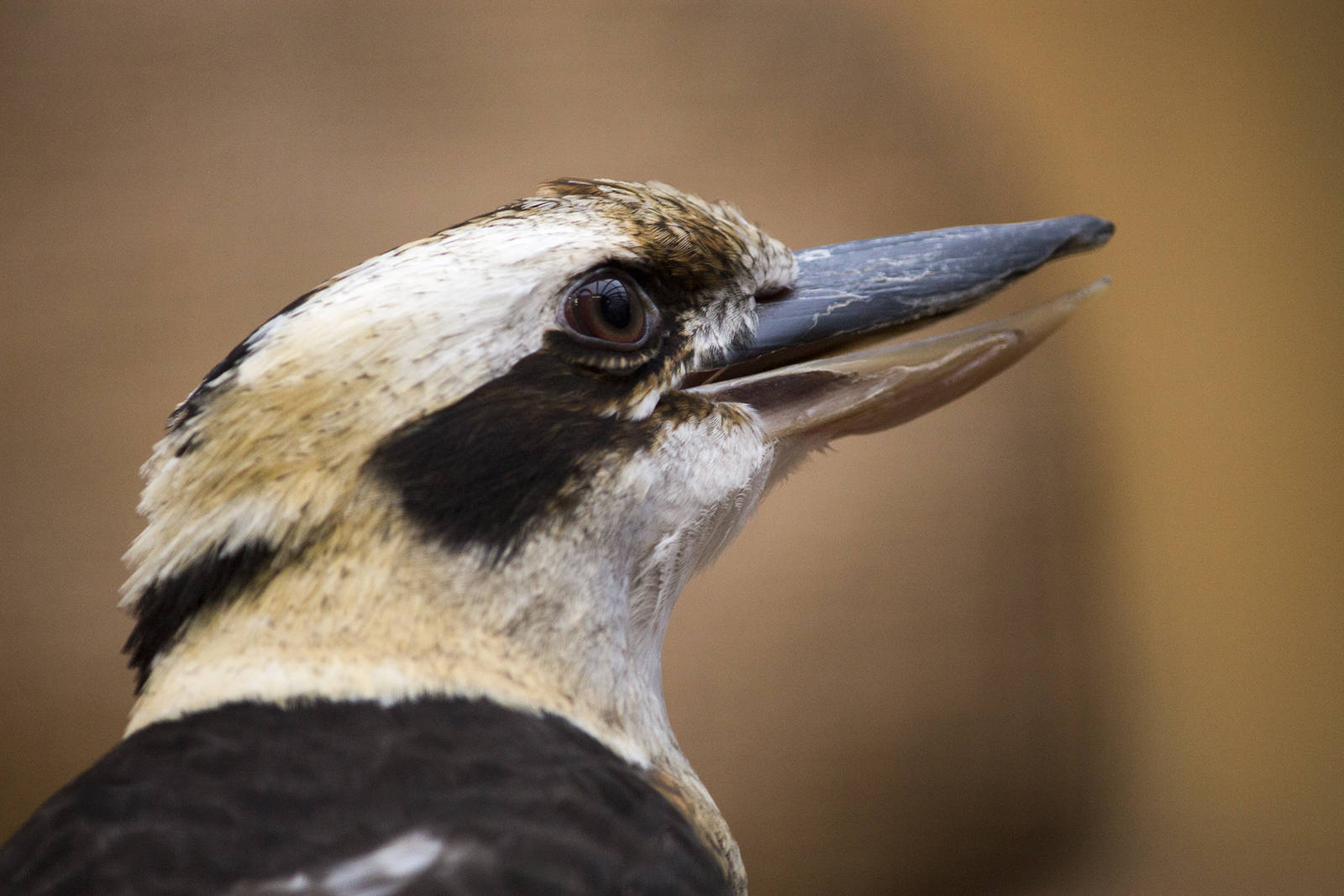 Laughing kookaburra, 12/28/14