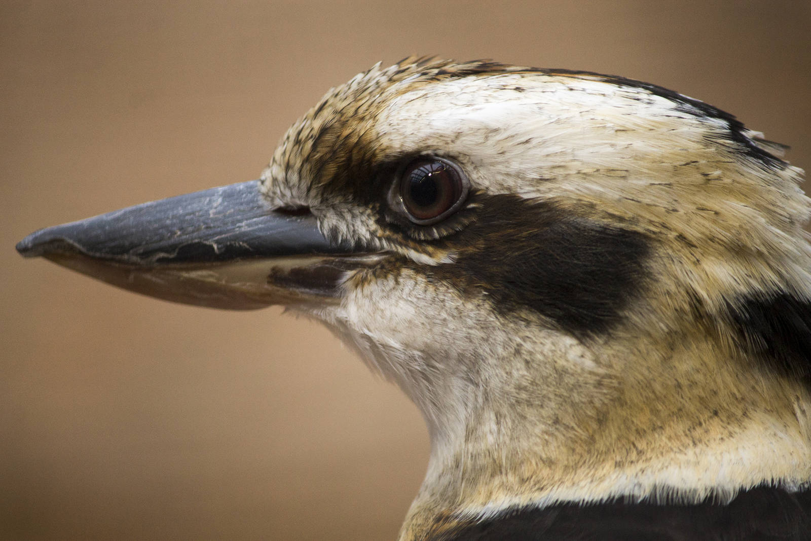Laughing kookaburra, 12/28/14