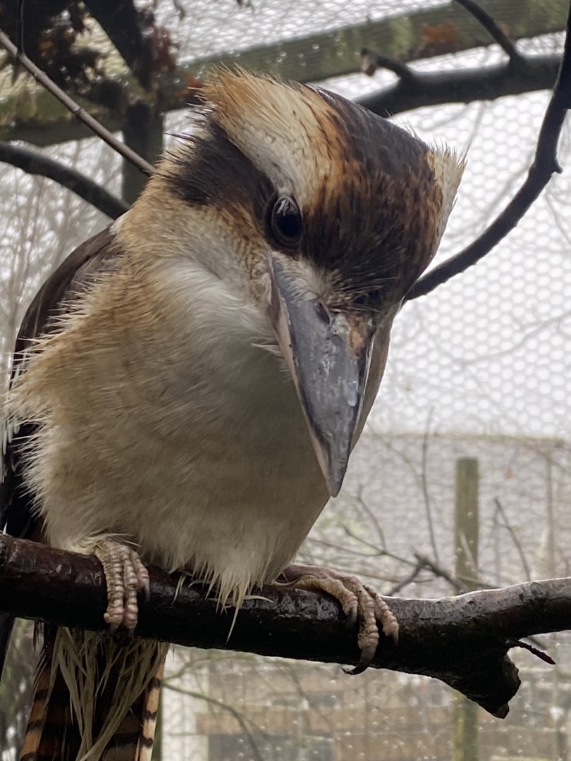 Laughing kookaburra 140224