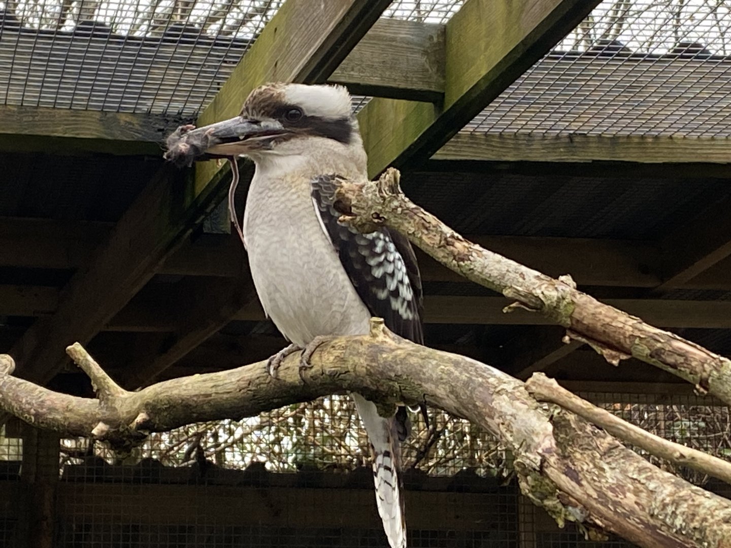 Laughing kookaburra 170224