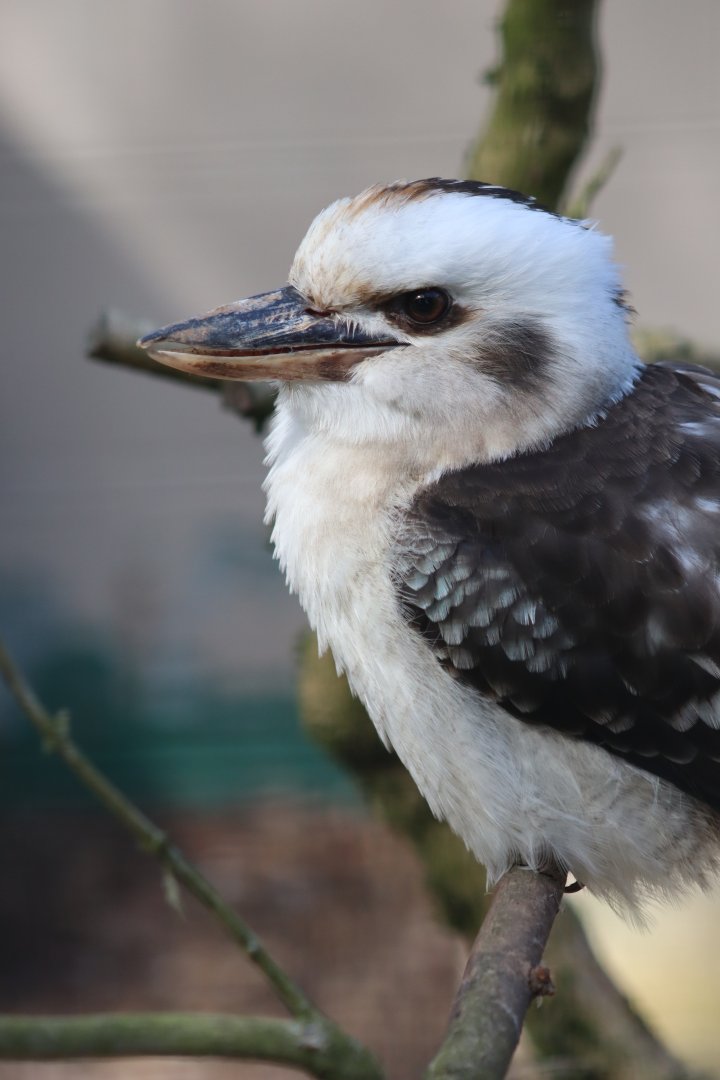 Laughing kookaburra - 20 April 2022