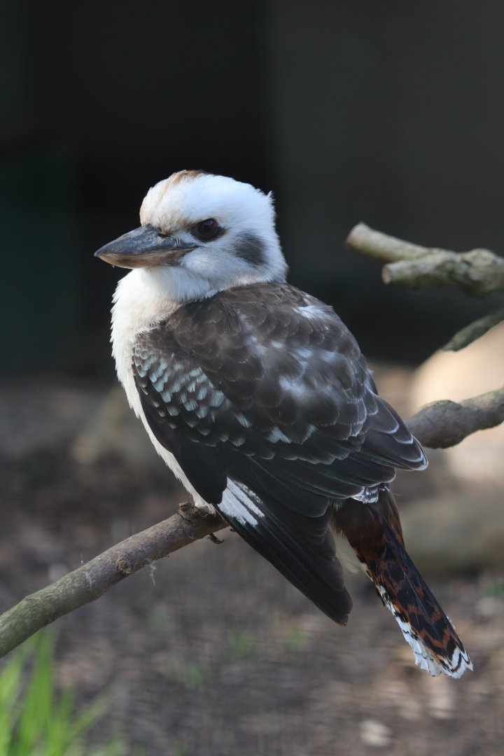Laughing kookaburra - 20 April 2022