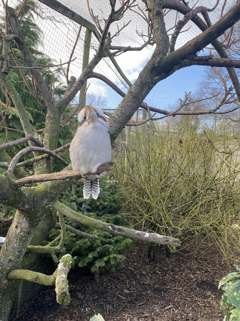 Laughing kookaburra 250222