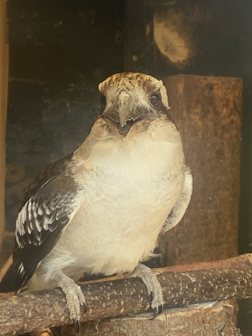 Laughing kookaburra 280425