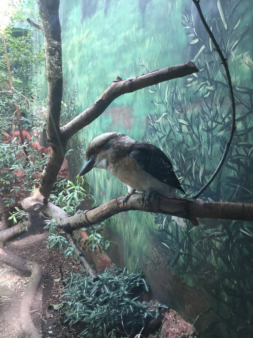 Laughing Kookaburra 8/3/19