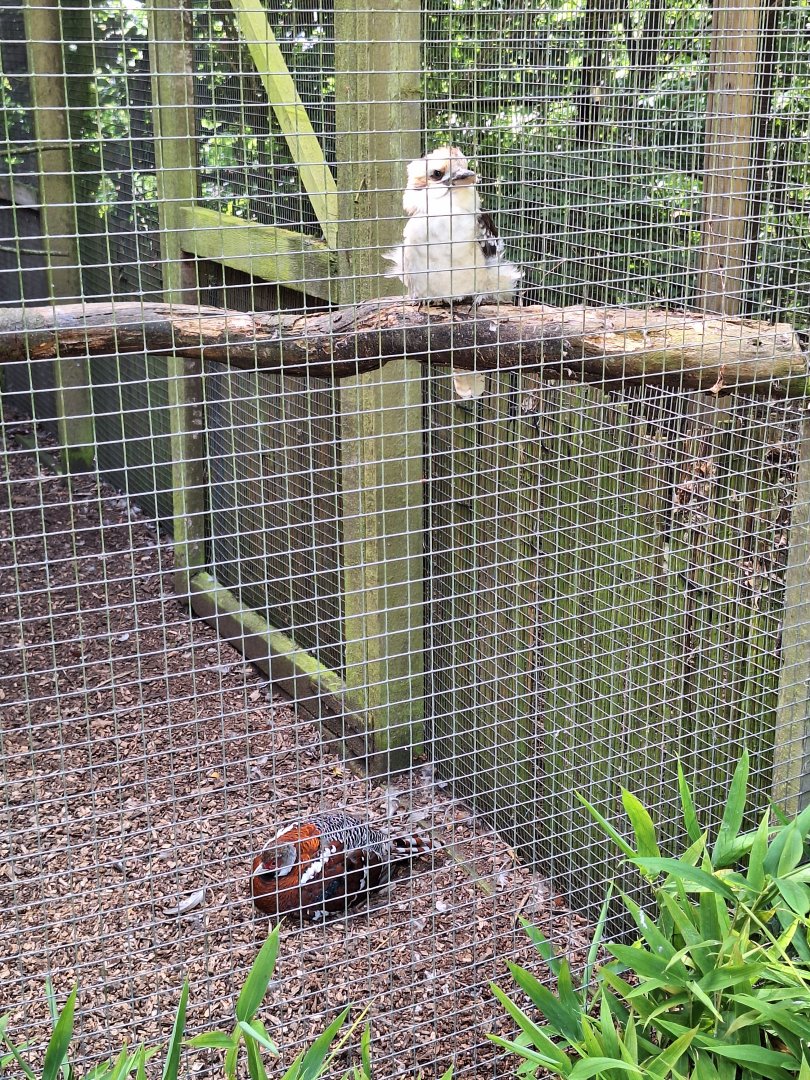 Laughing Kookaburra and Elliot's Pheasant