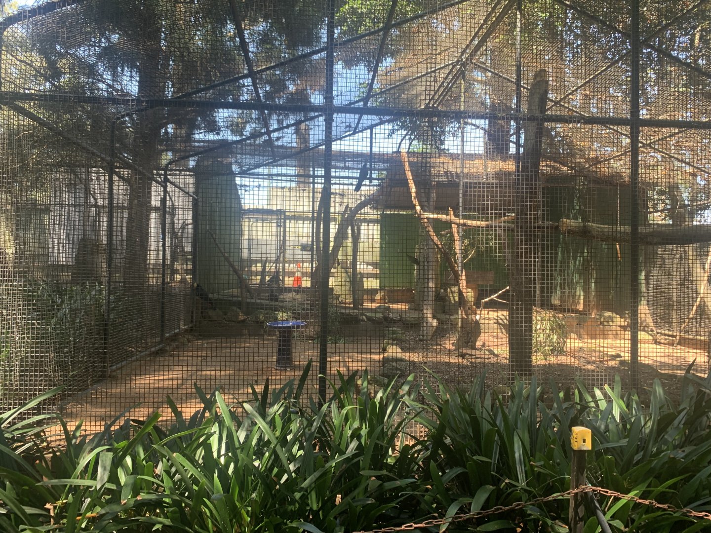 Laughing Kookaburra and Pied Currawong Aviary (birds rescue rehabiliated from injury that can't be released safely)