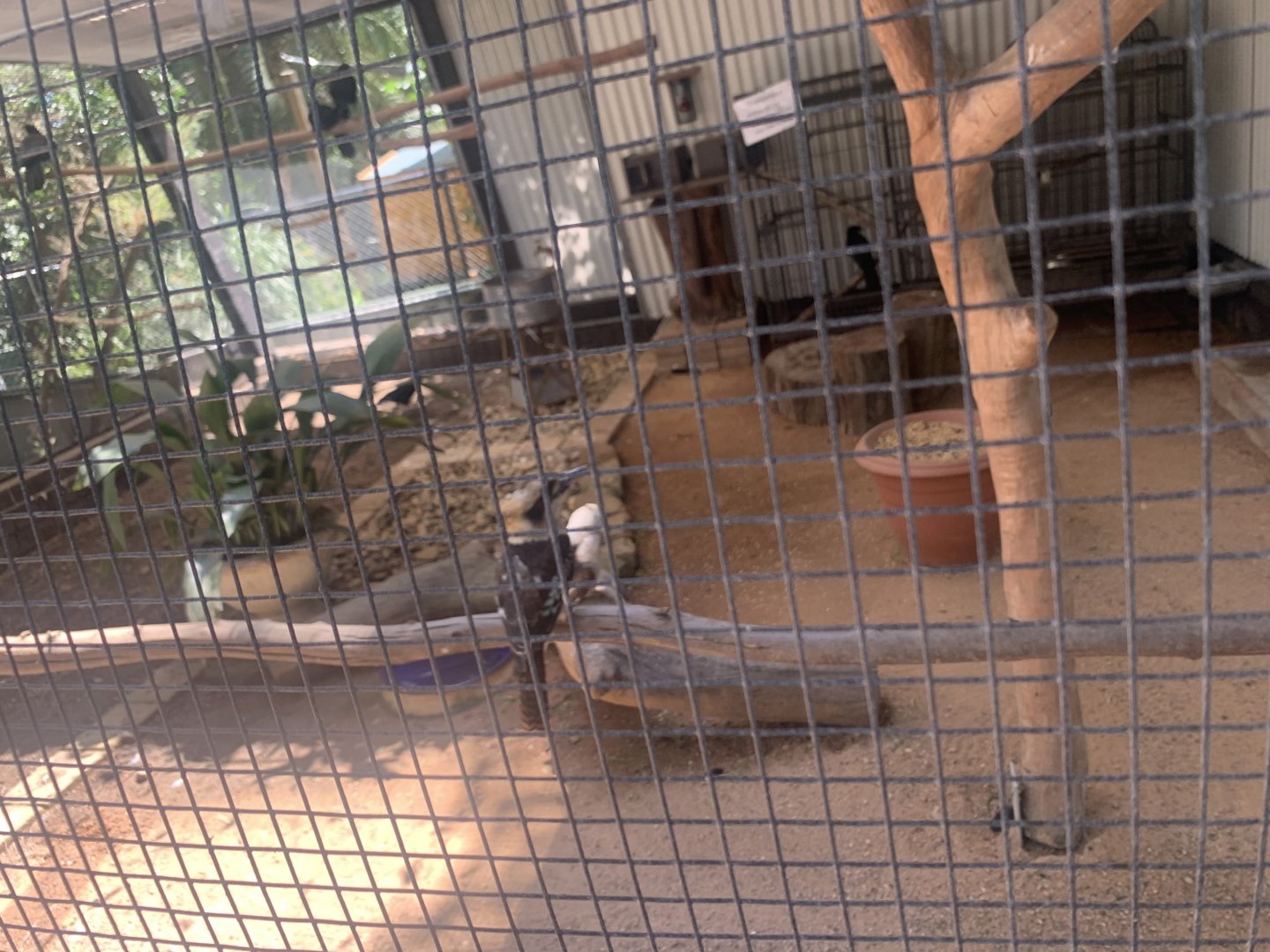 Laughing Kookaburra and Pied Currawongs