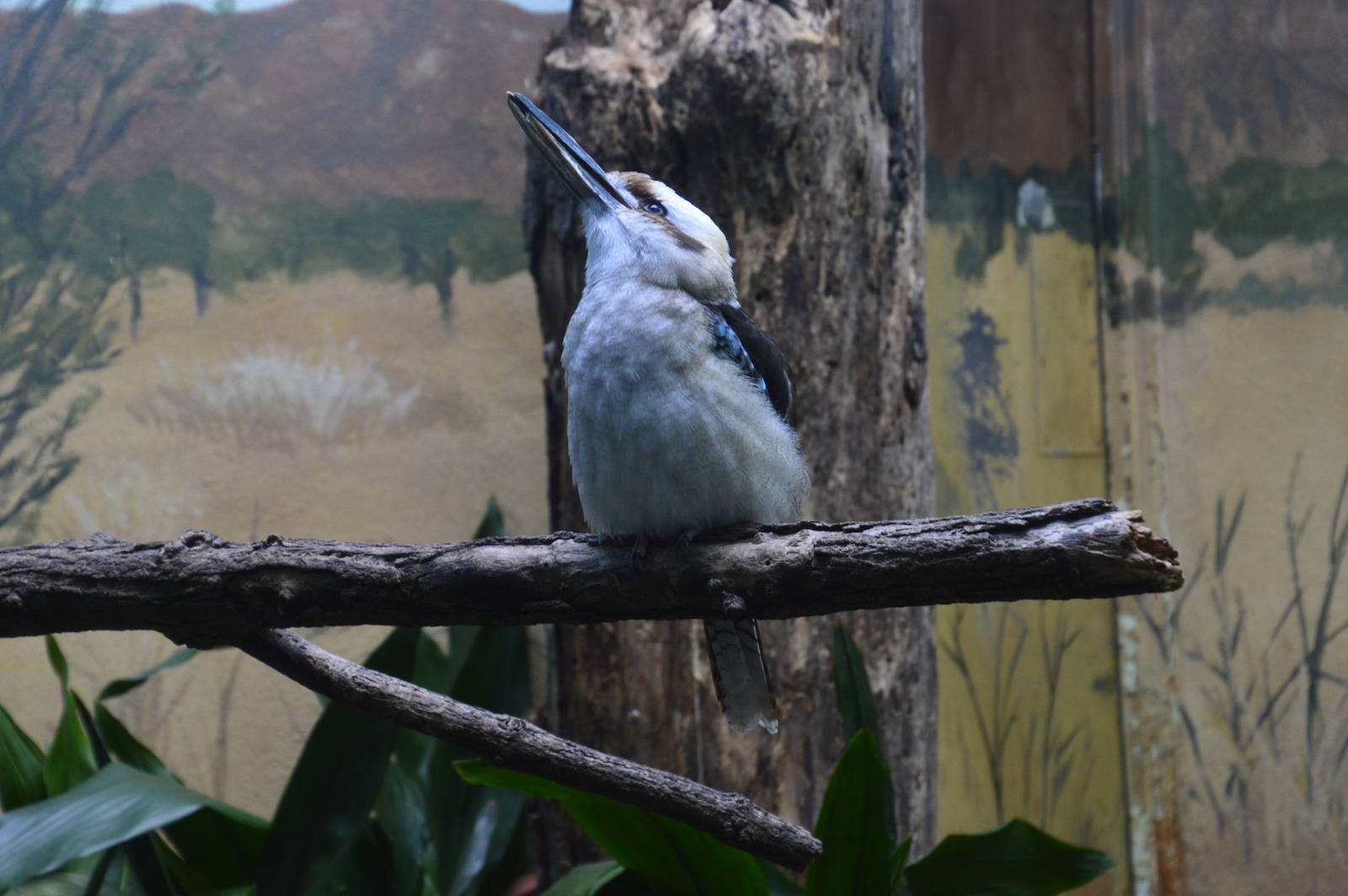 Laughing Kookaburra - Aquatic Birds House 031215