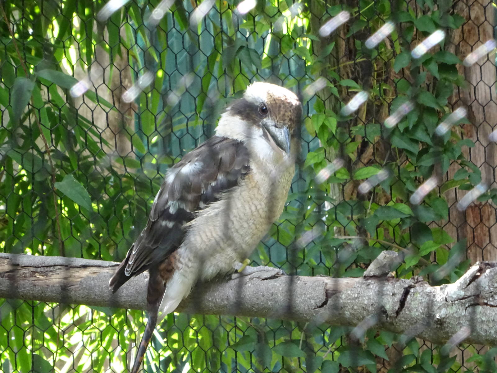 Laughing Kookaburra at Busch Gardens Tampa