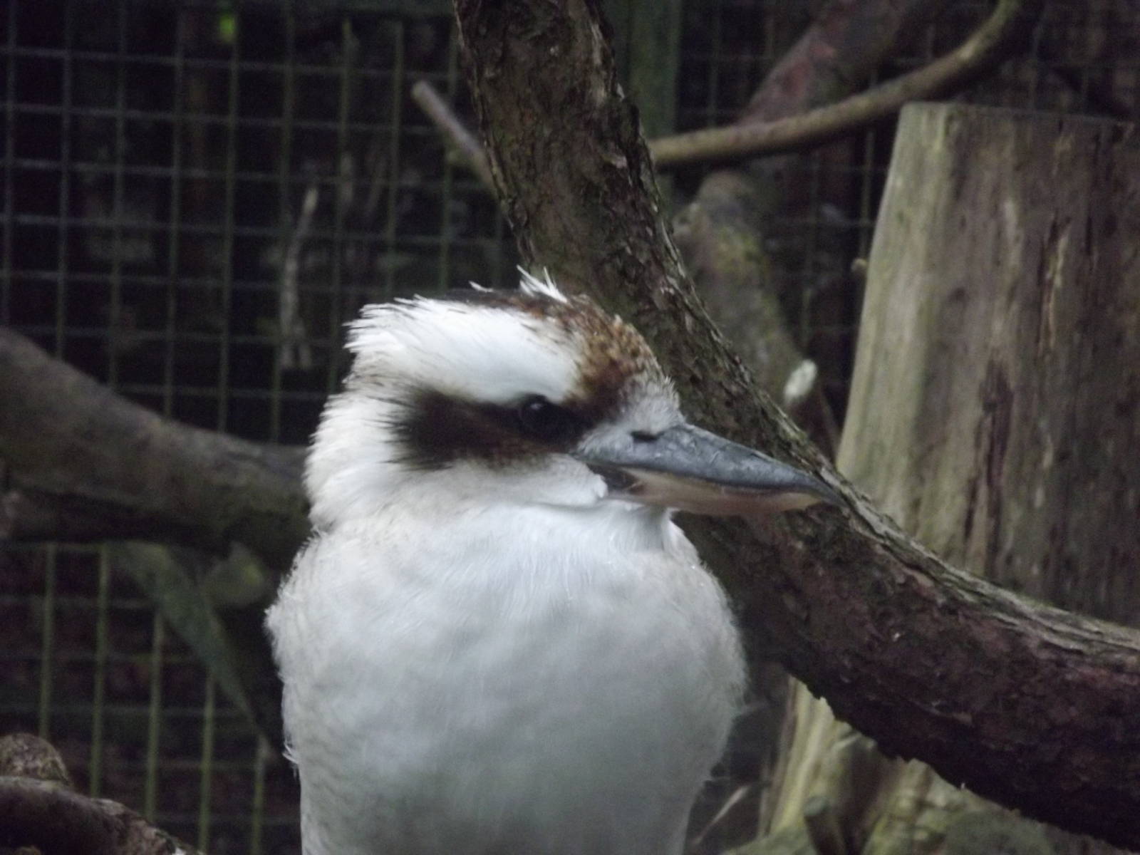 Laughing kookaburra at Edinburgh Zoo 28/12/11