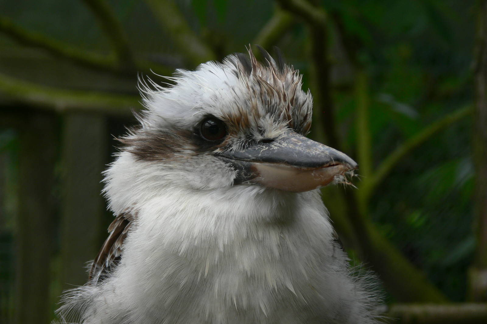 Laughing Kookaburra at Hamerton Zoo, 23/08/14