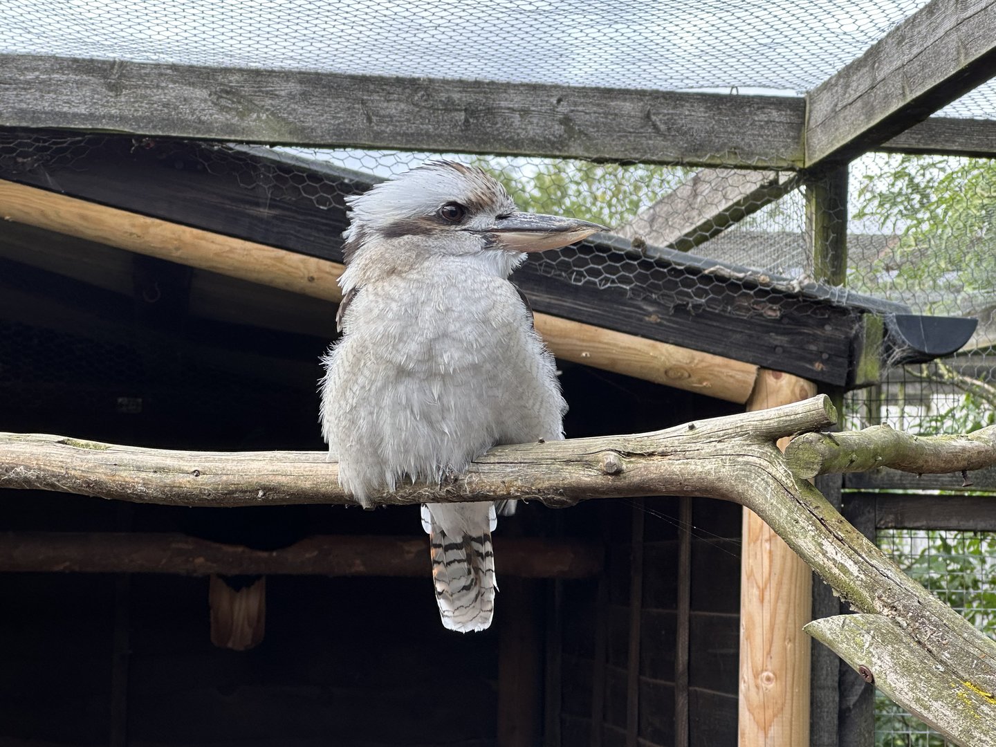 Laughing Kookaburra at Hamerton Zoo Park (October 2023)