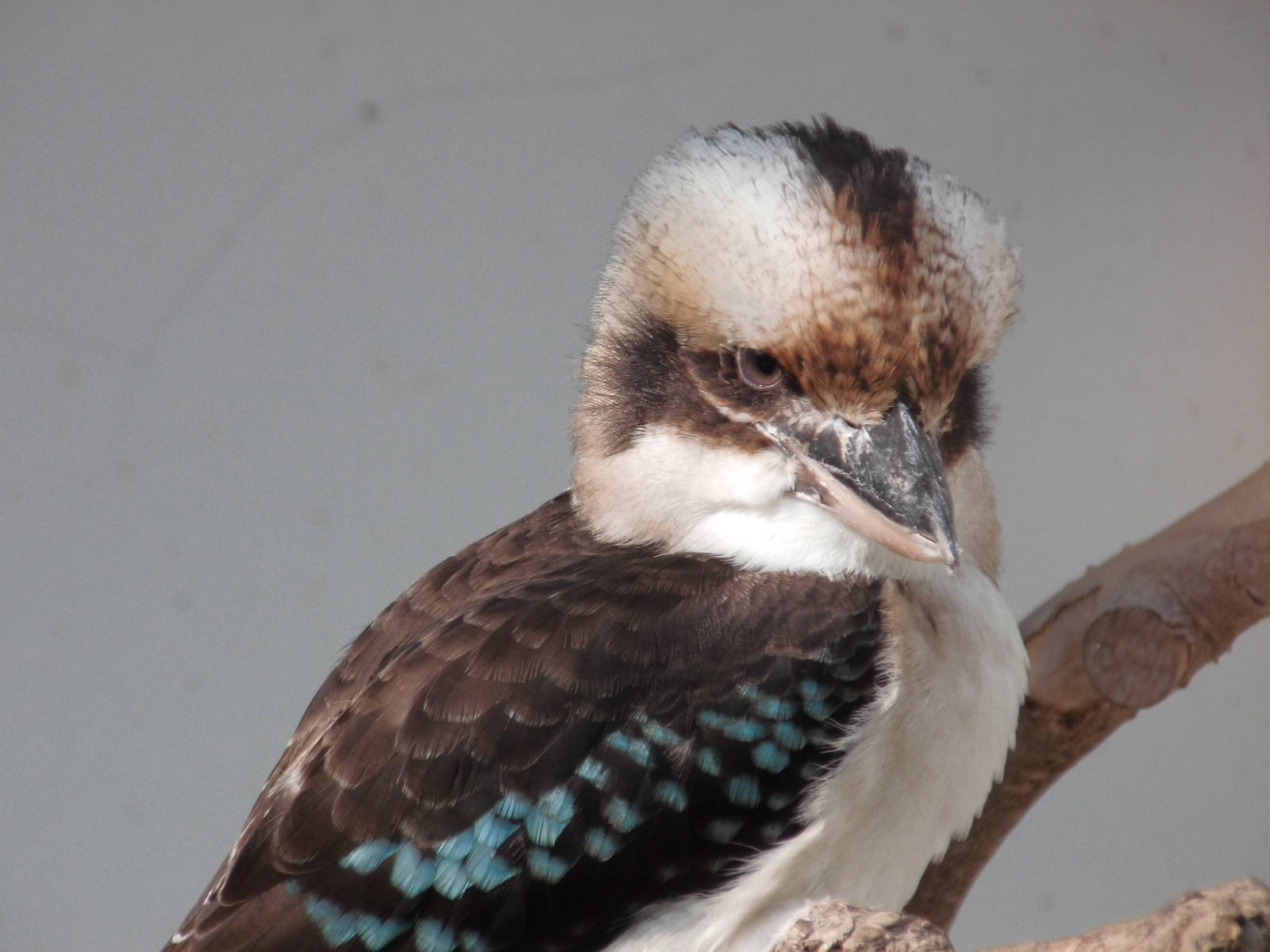 Laughing kookaburra at Shanghai zoo 2014-4-3