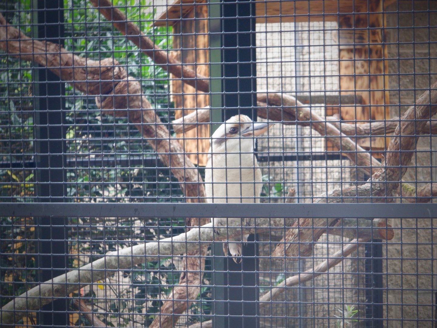 Laughing Kookaburra at the Greensboro Science Center