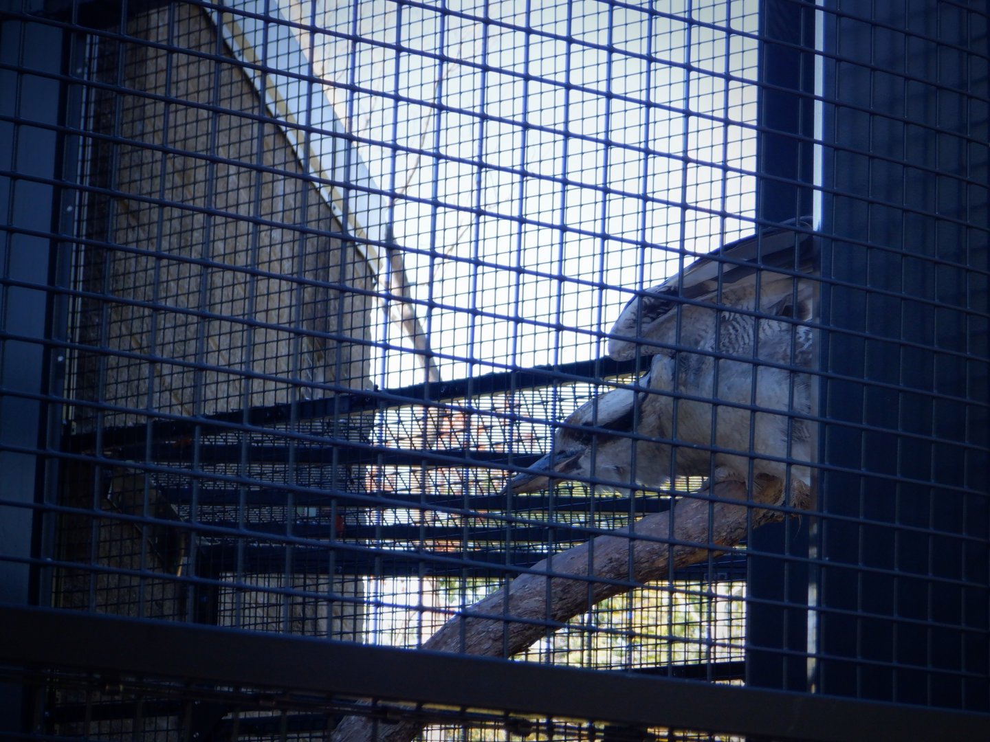 Laughing Kookaburra at the Greensboro Science Center