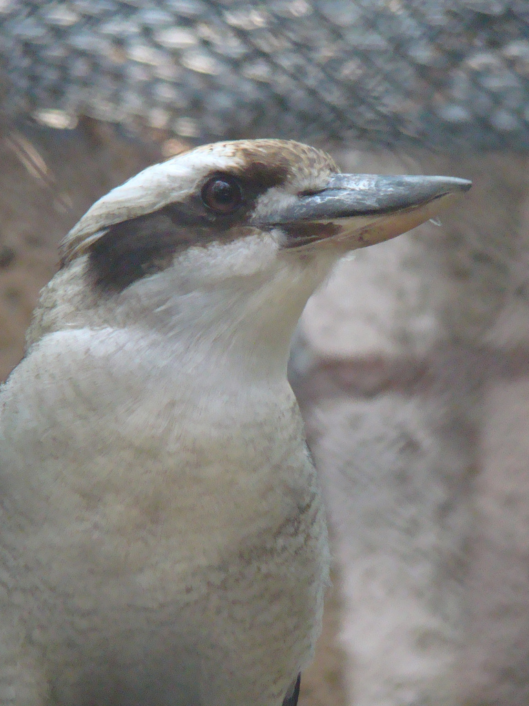 Laughing Kookaburra at the Los Angeles Zoo