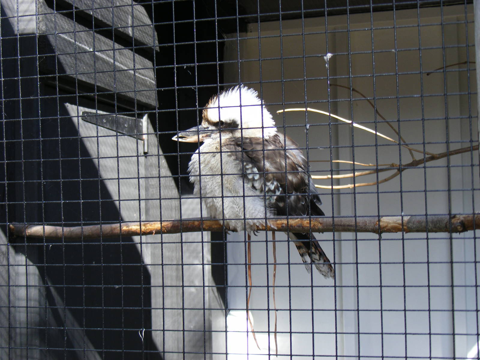 Laughing kookaburra at Tropical Wings, 13 September 2011