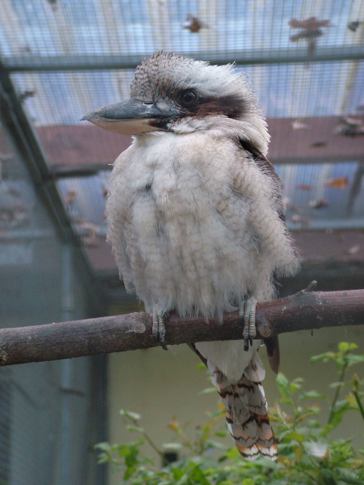 Laughing Kookaburra at Vogelpark Heddesheim, 06/09/10