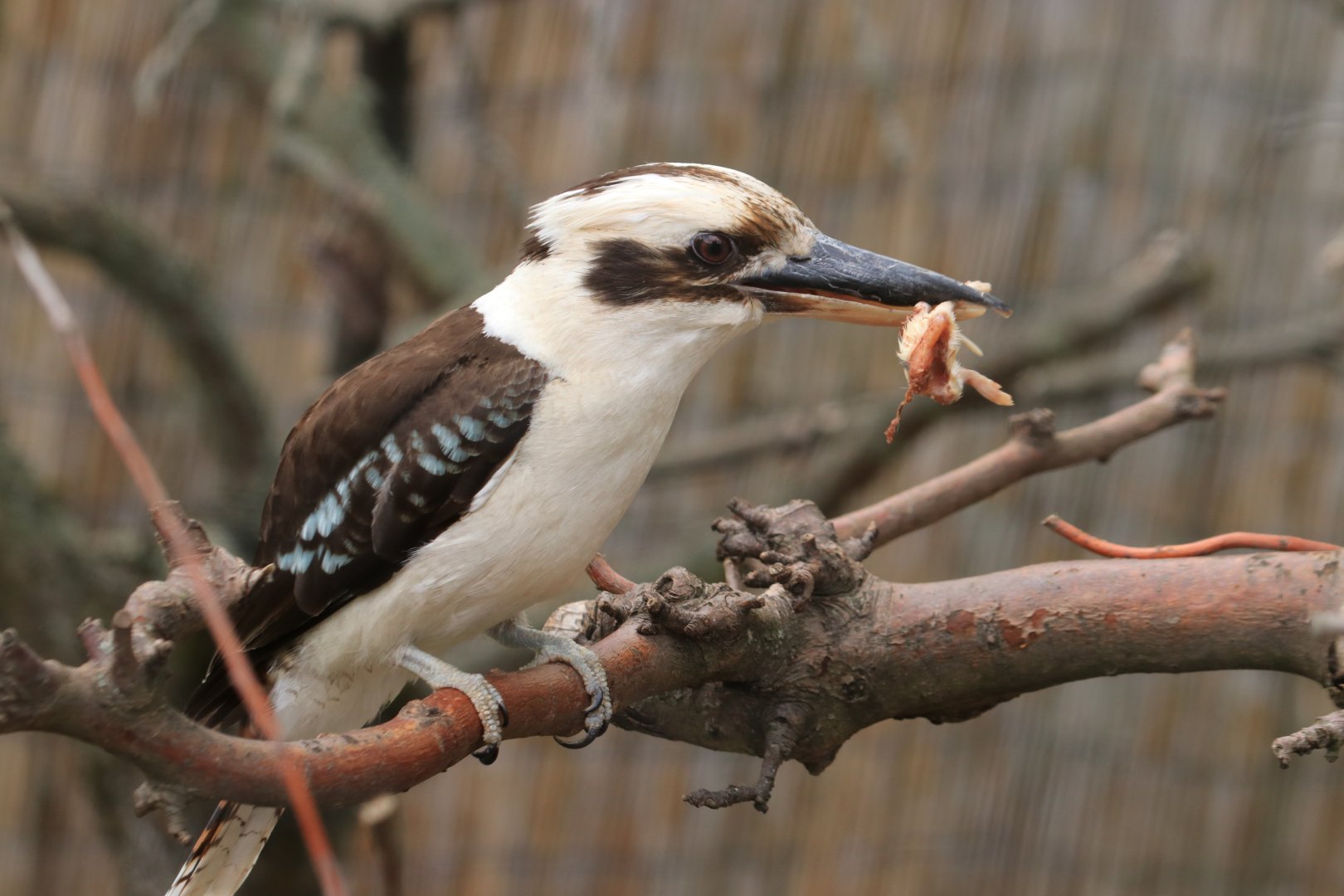 Laughing Kookaburra (August 2019)