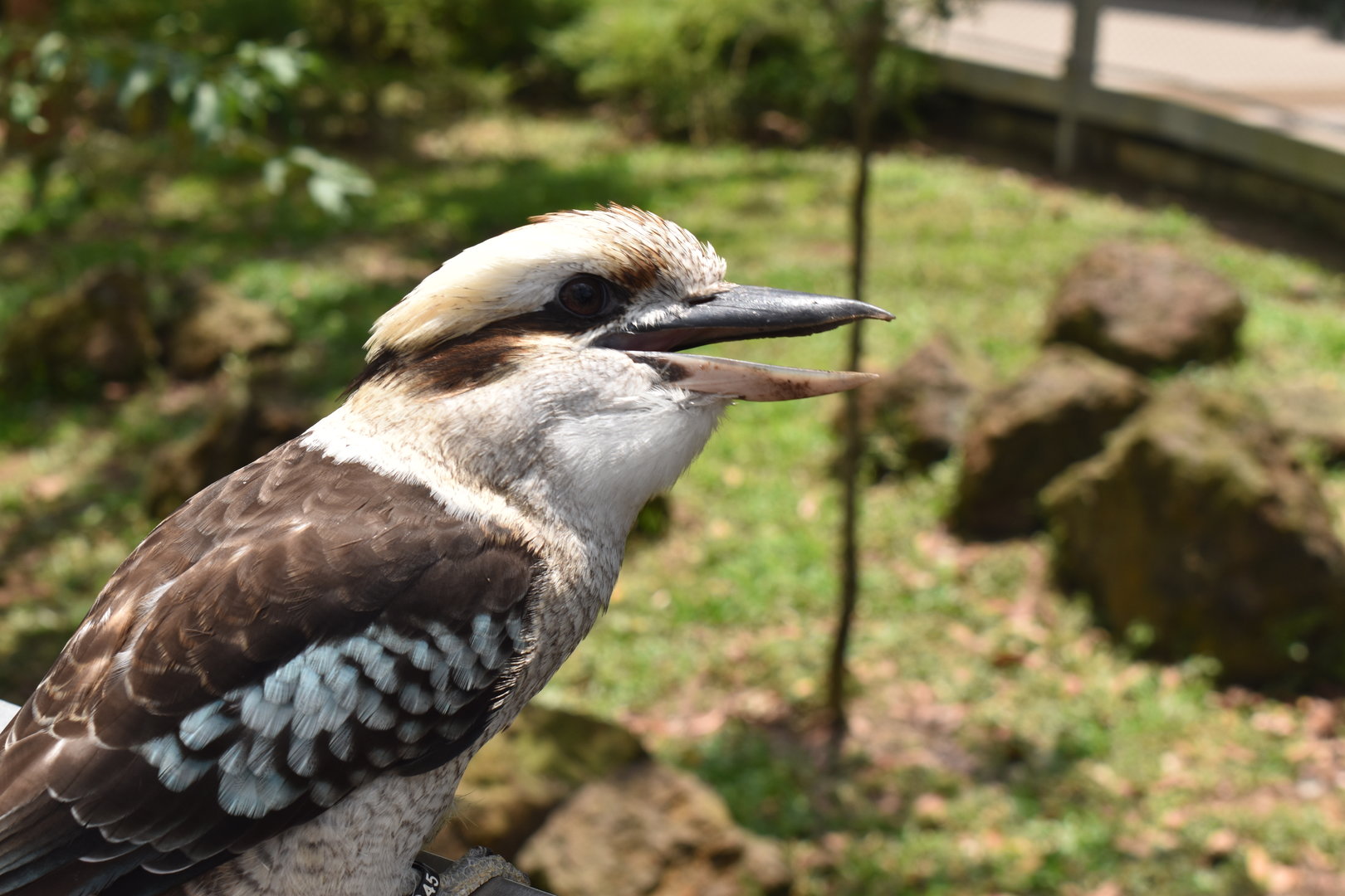 Laughing Kookaburra, Australian Outback