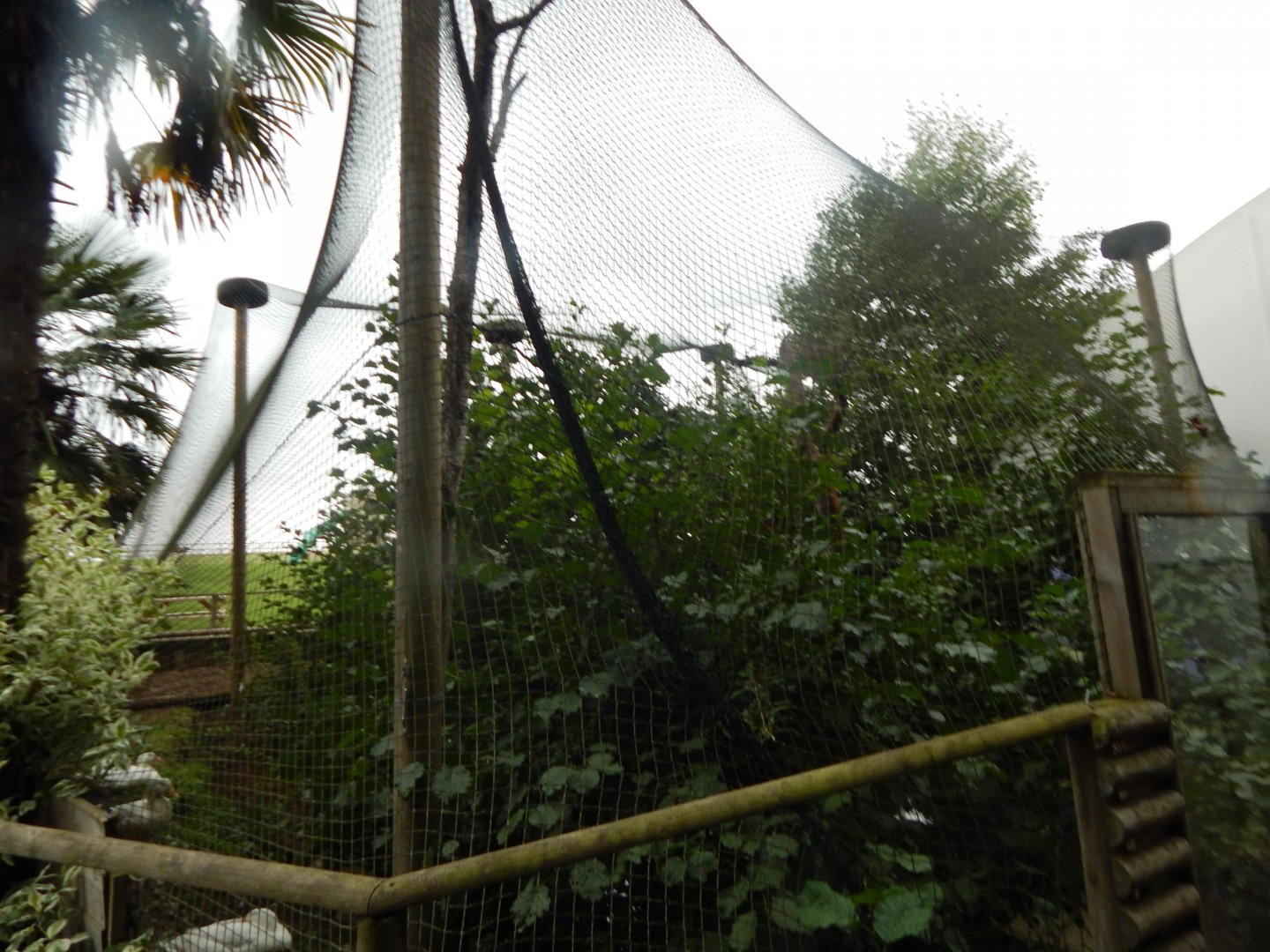 Laughing kookaburra aviary 130925