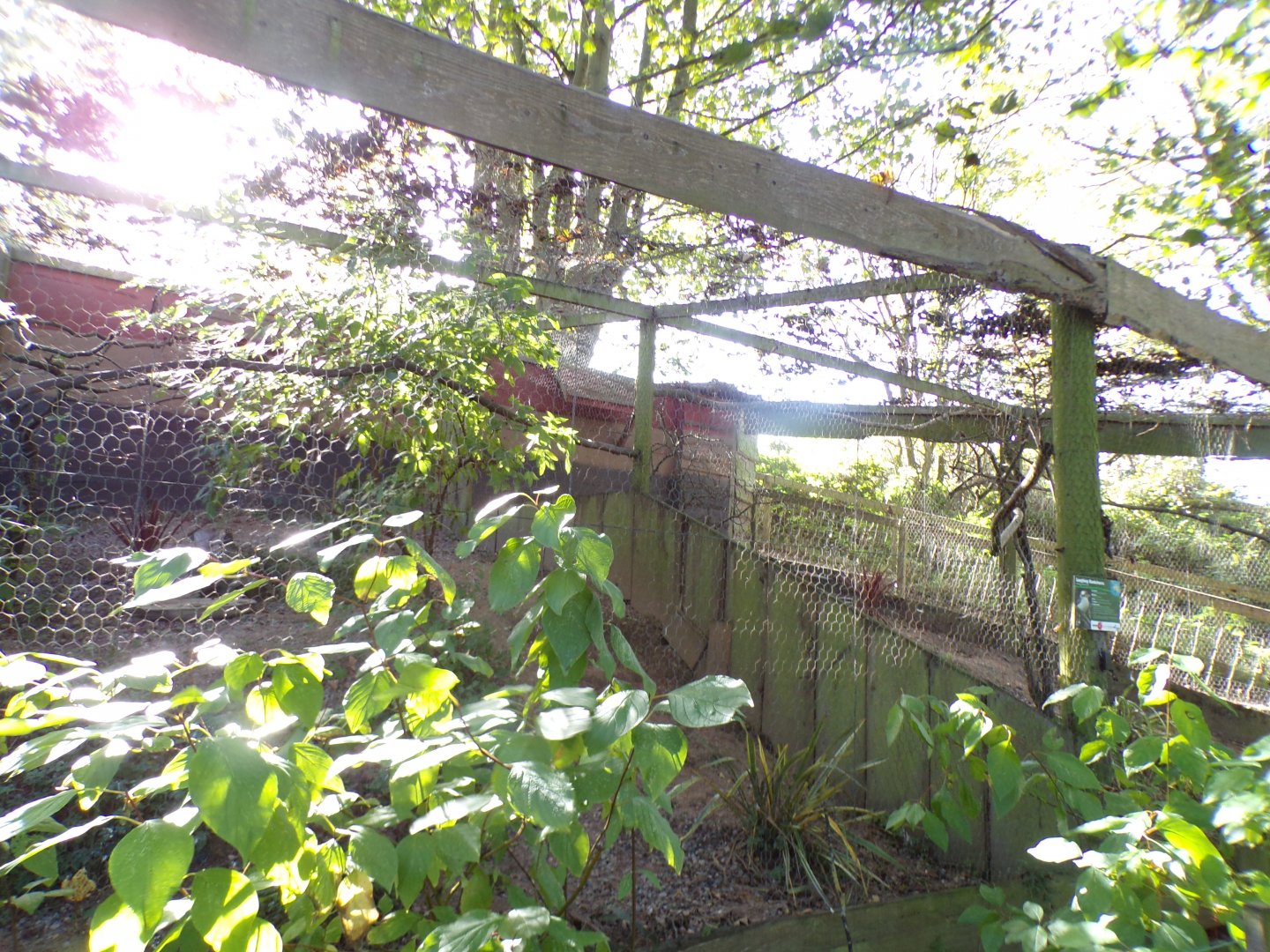 Laughing kookaburra aviary 14.10.23
