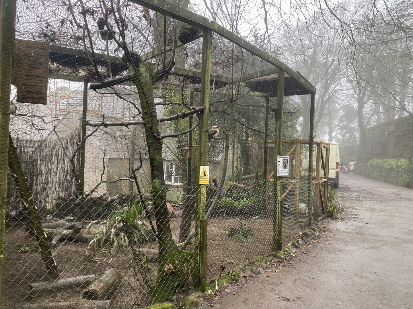 Laughing kookaburra aviary 140224