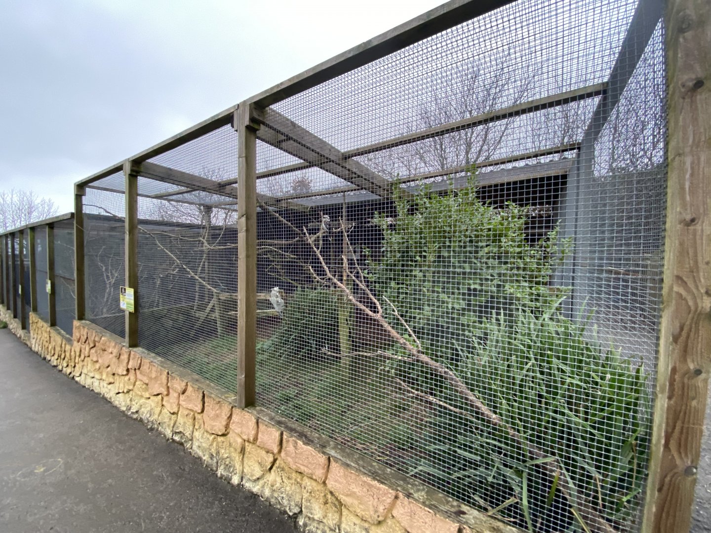 Laughing kookaburra aviary 170224