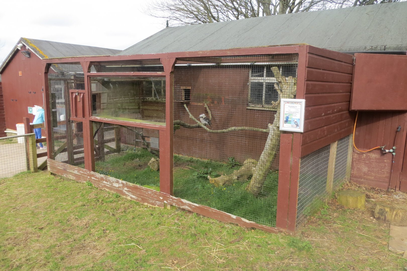 Laughing kookaburra aviary 190219