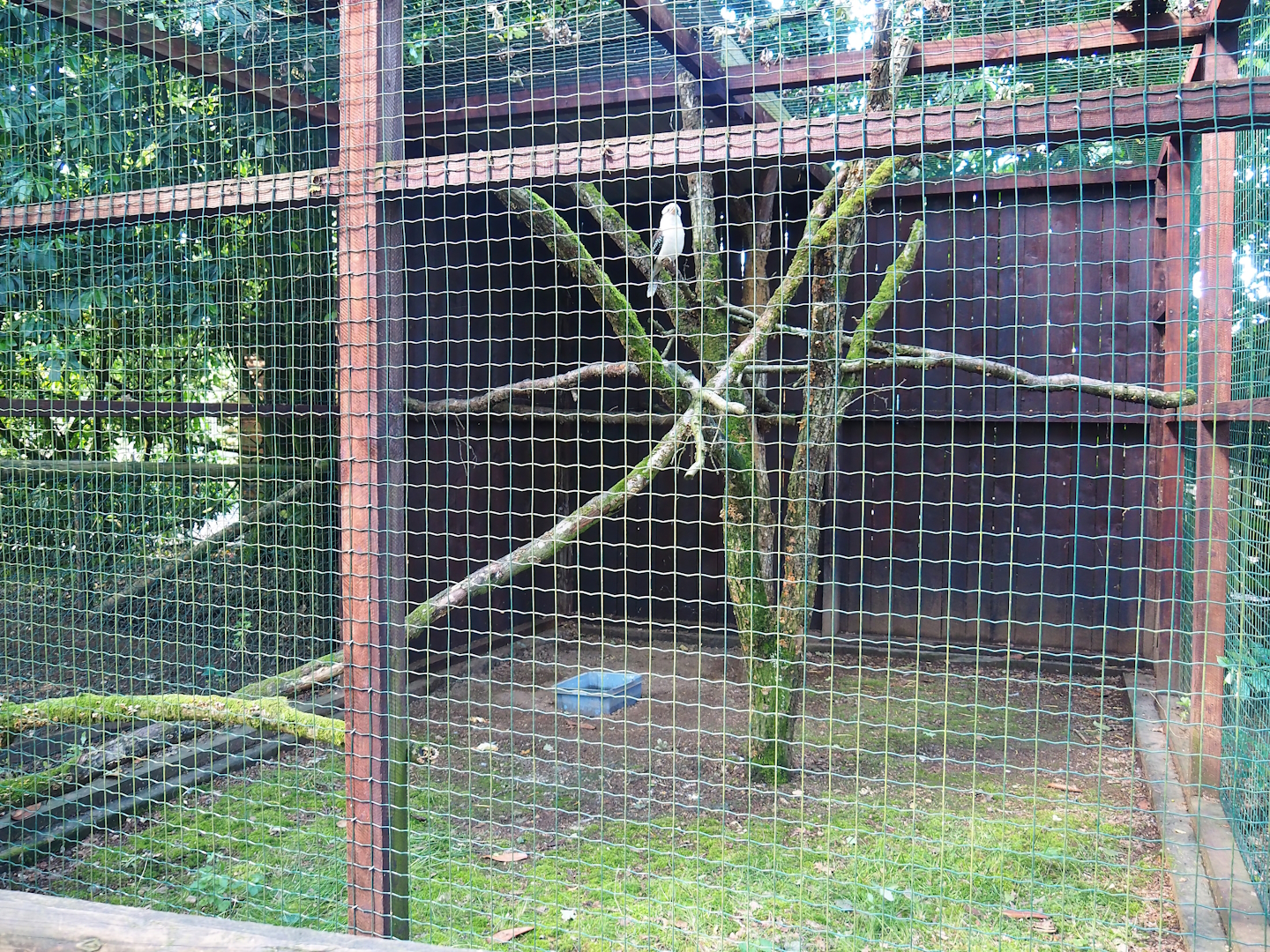 Laughing kookaburra aviary, 2023-06-24