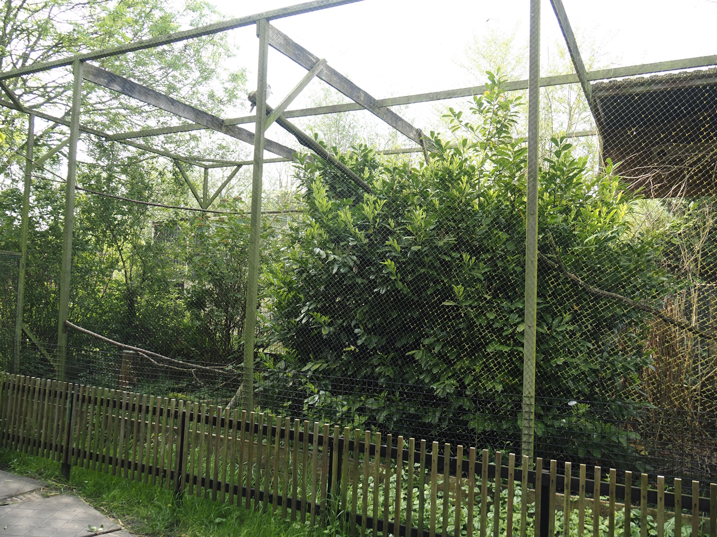 Laughing kookaburra aviary, 2024-05-11