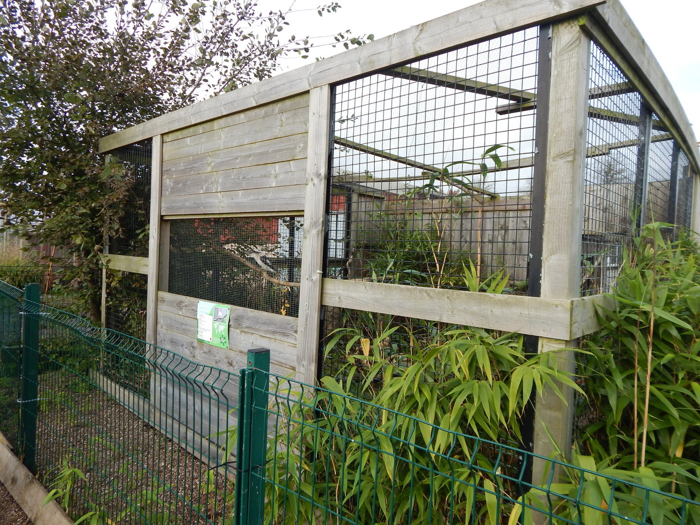 Laughing kookaburra aviary 231022
