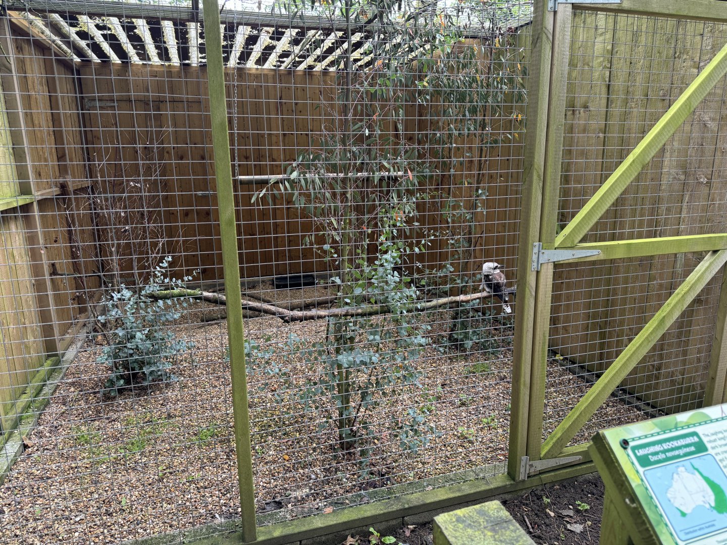 Laughing Kookaburra Aviary at Bridlington Animal Park (July 2024)