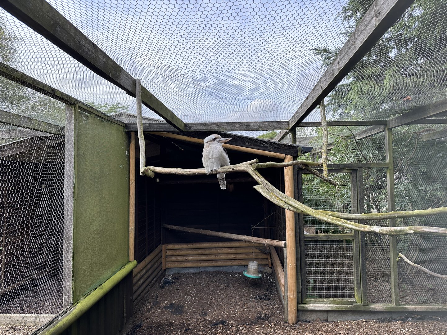 Laughing Kookaburra Aviary at Hamerton Zoo Park (October 2023)