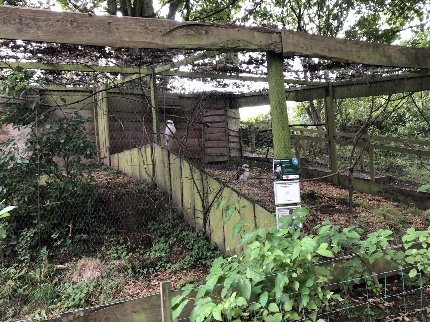 Laughing Kookaburra Aviary at Northumberland Country Zoo (September 2021)