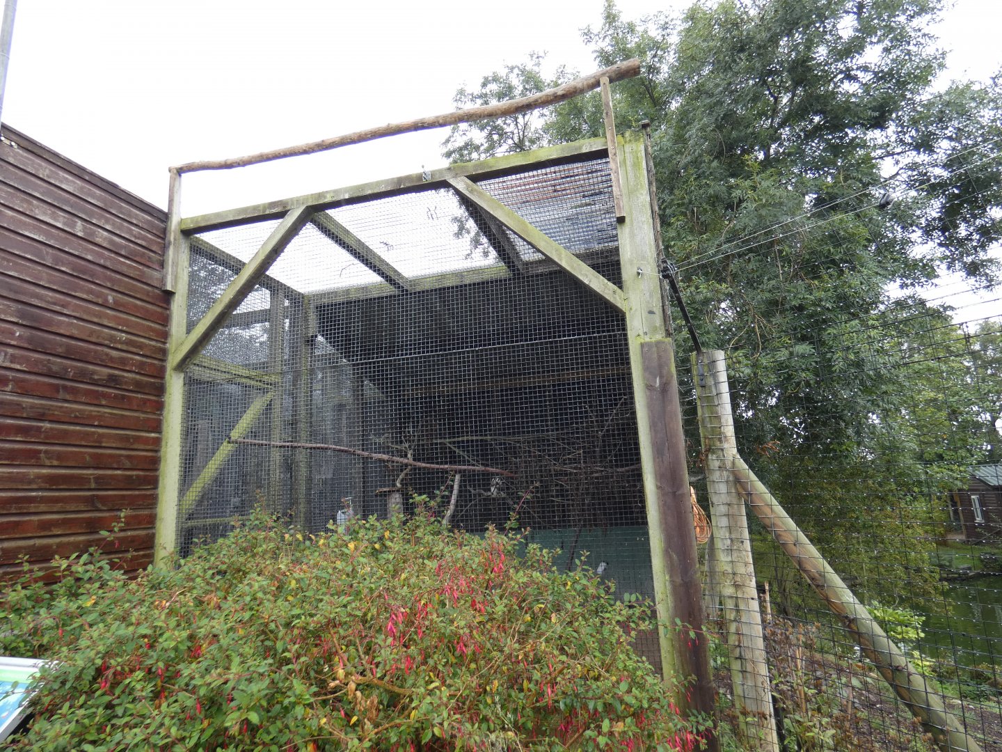 Laughing Kookaburra aviary