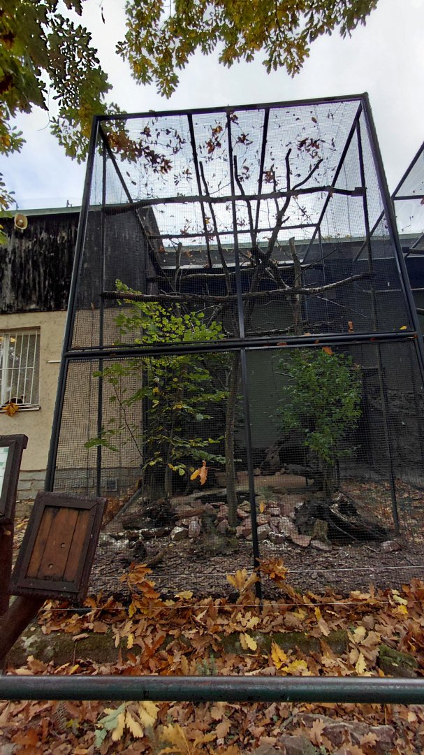 Laughing kookaburra aviary