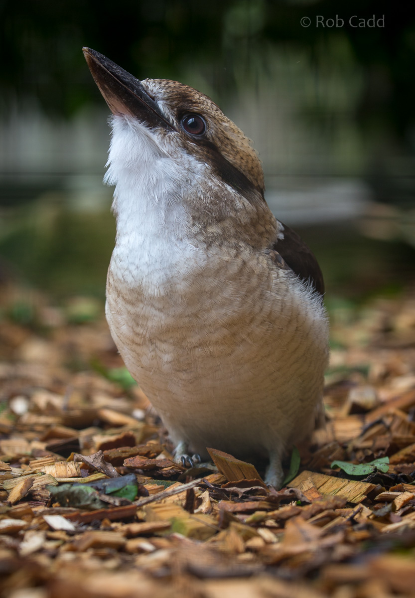 Laughing kookaburra : Banham Zoo : 29 Sep 2017