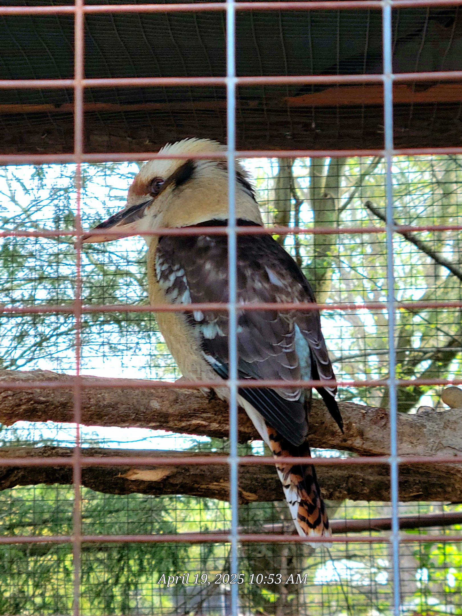 Laughing Kookaburra  - Bright's Zoo