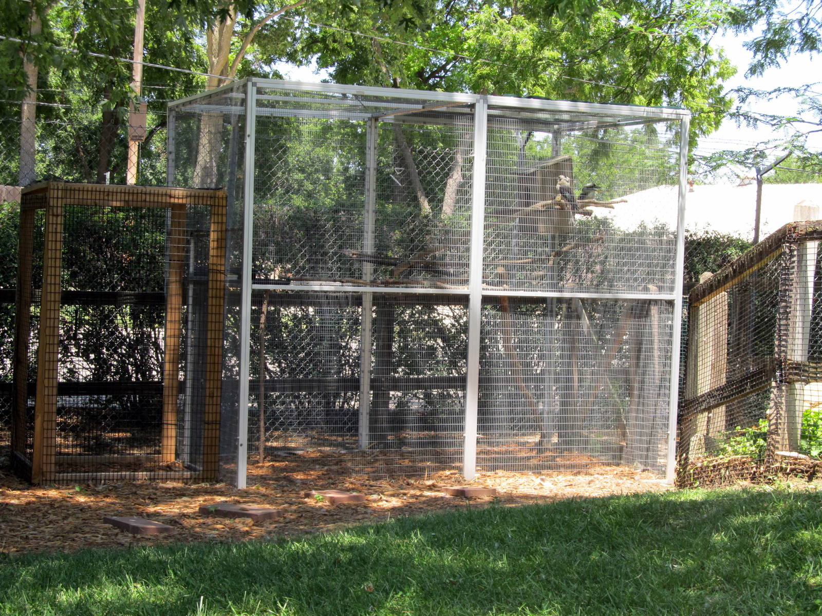 Laughing Kookaburra Cage