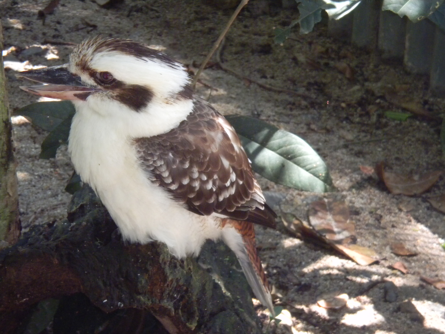 Laughing Kookaburra - Cairns Tropical Zoo 2011
