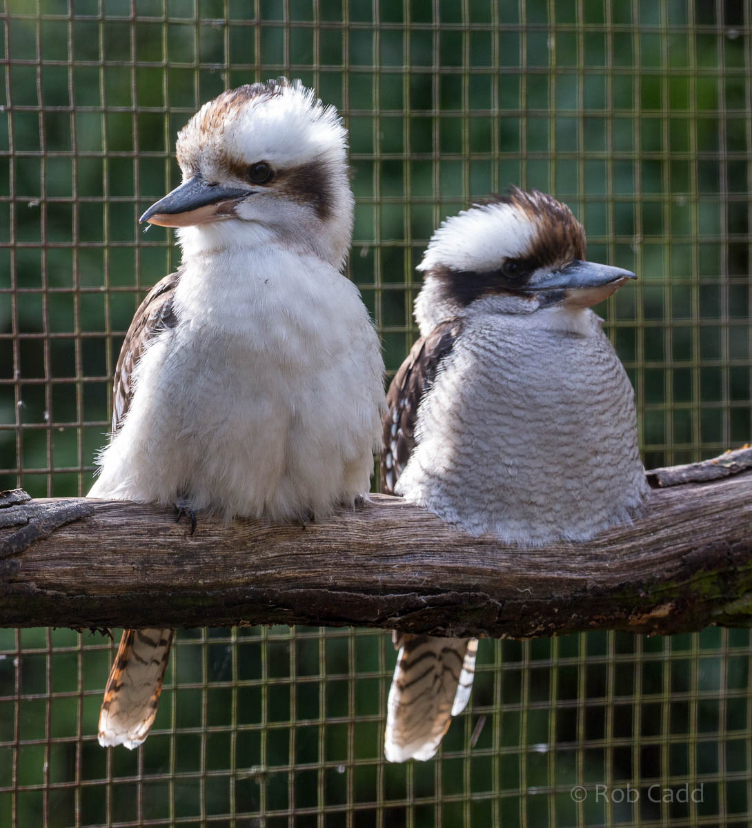 Laughing kookaburra : Cotswold WP : 19 Apr 2015
