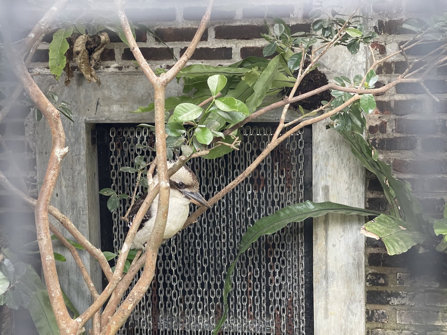 laughing kookaburra (dacelo novaeguineae) (1)