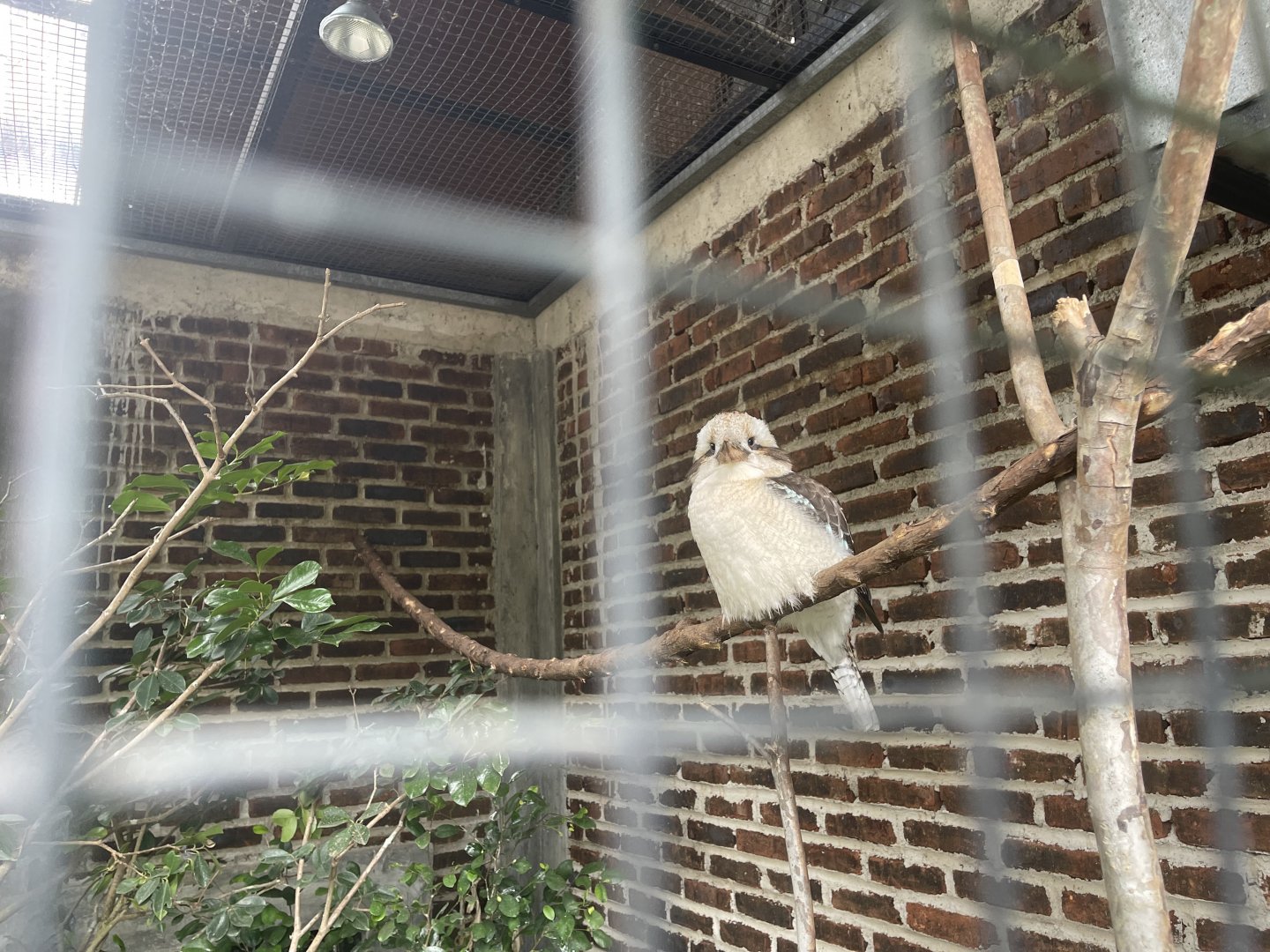 laughing kookaburra (dacelo novaeguineae) (2)