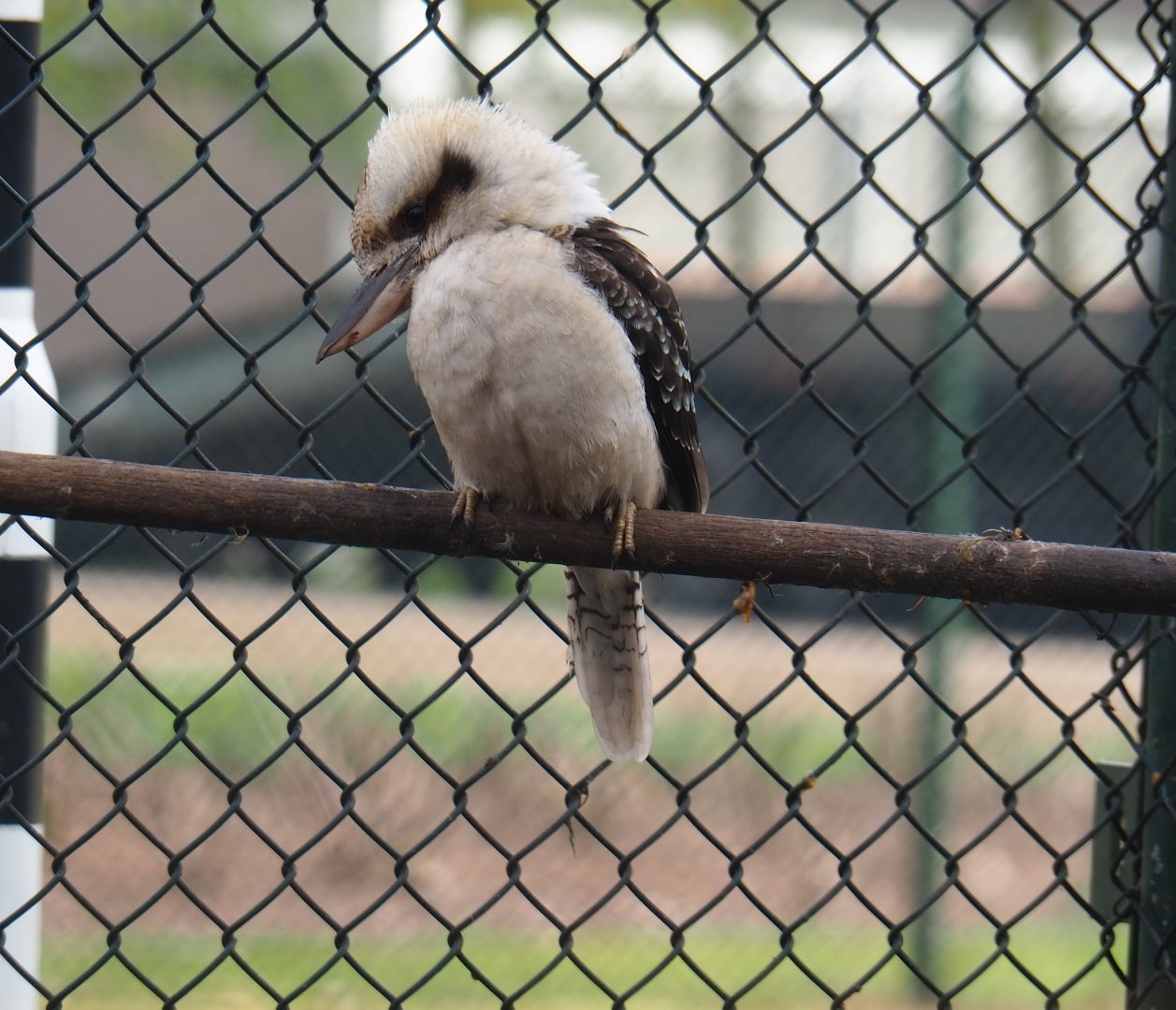 Laughing kookaburra (Dacelo novaeguineae), 2019-04-06