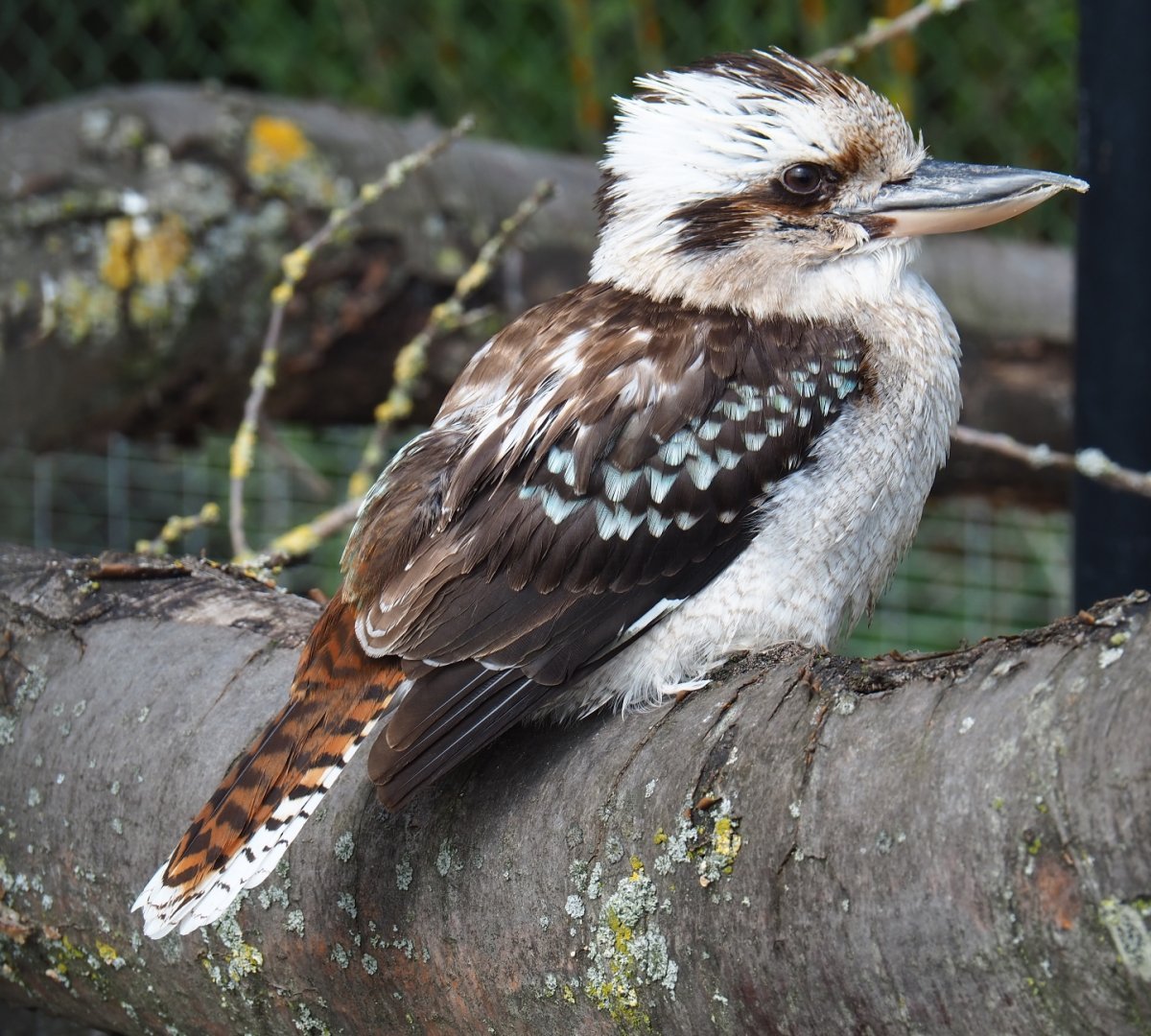 Laughing kookaburra (Dacelo novaeguineae), 2019-04-06