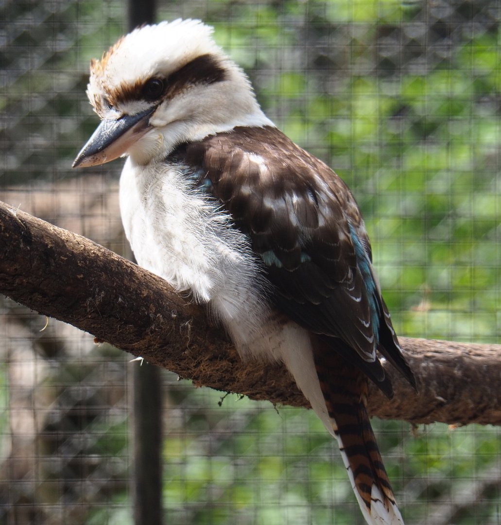 Laughing kookaburra (Dacelo novaeguineae), 2019-05-25