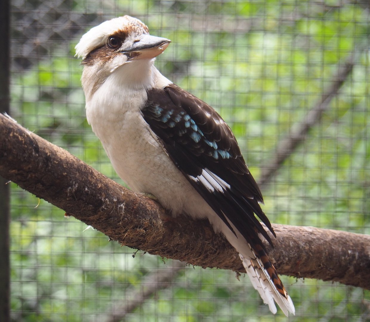 Laughing kookaburra (Dacelo novaeguineae), 2019-05-25