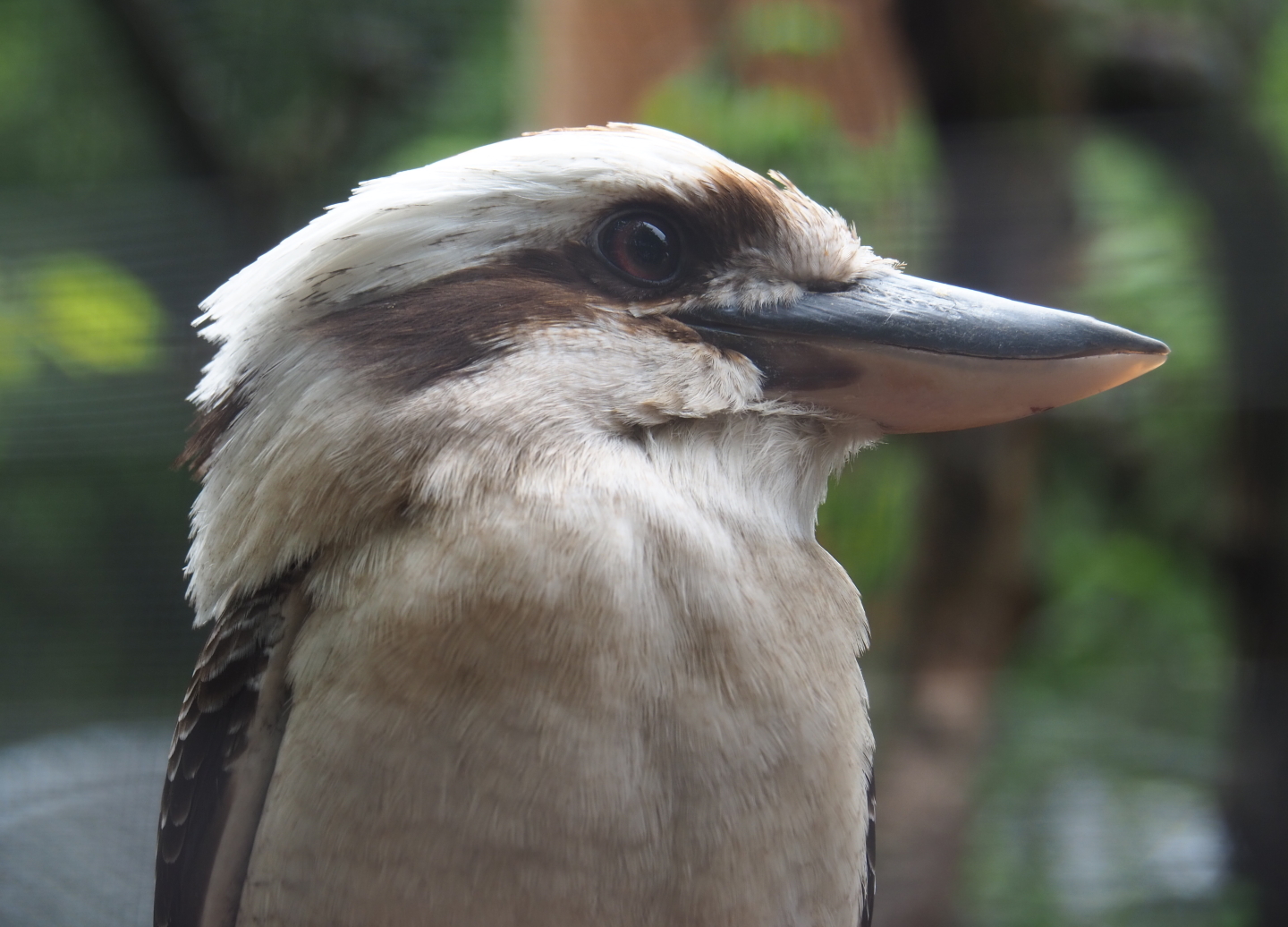 Laughing kookaburra (Dacelo novaeguineae), 2019-05-25